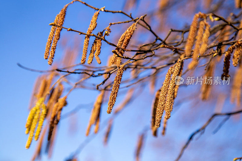 Hazel (Corylus avellana) männliche Catkins